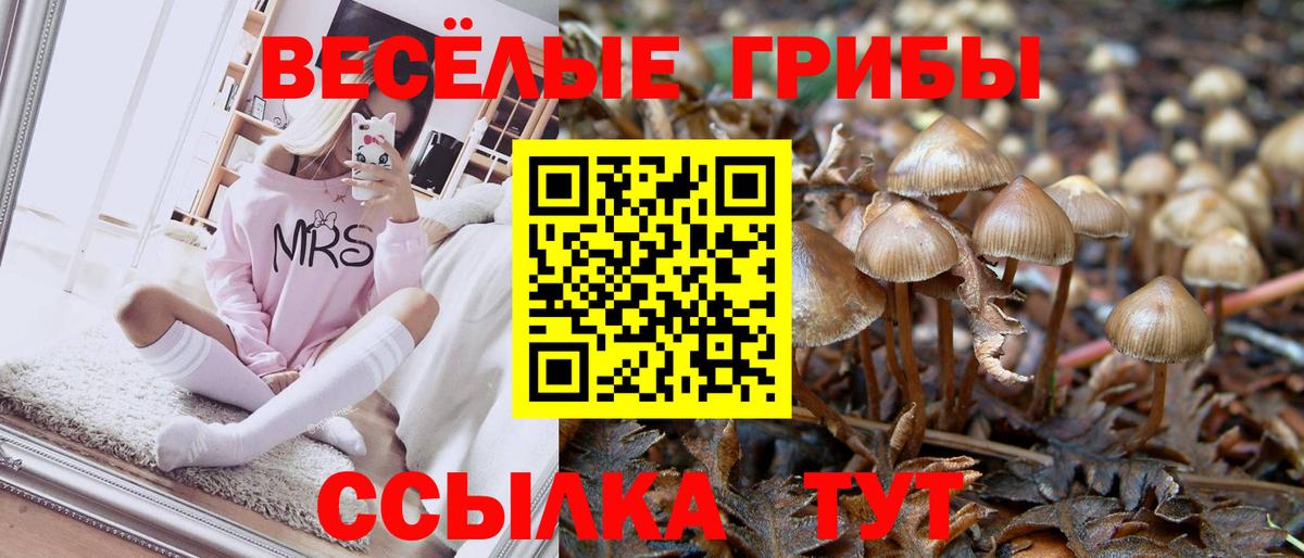 Галлюциногенные грибы Psilocybine cubensis Куйбышев